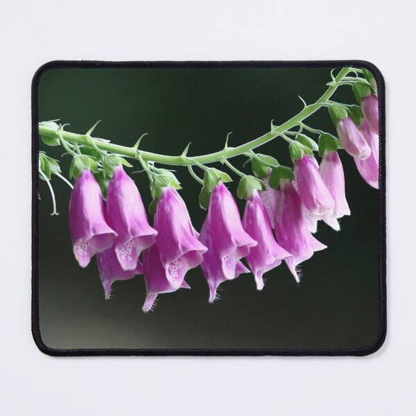 Item preview, Fogxglove blooms [Digitalis] designed and sold by Bird22Shot.