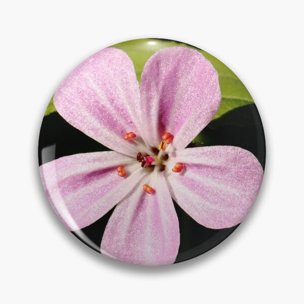 Item preview, Herb Robert designed and sold by Bird22Shot.