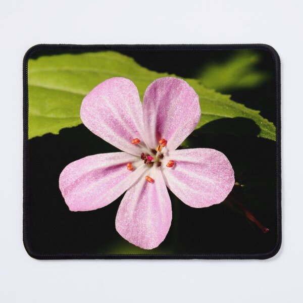 Item preview, Herb Robert designed and sold by Bird22Shot.