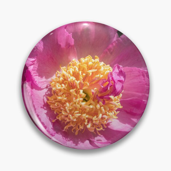 Artikelvorschau, Eine sehr auffällige Pfingstrose Blume in herrlichem Rosa entworfen und verkauft von Georgia Mizuleva.