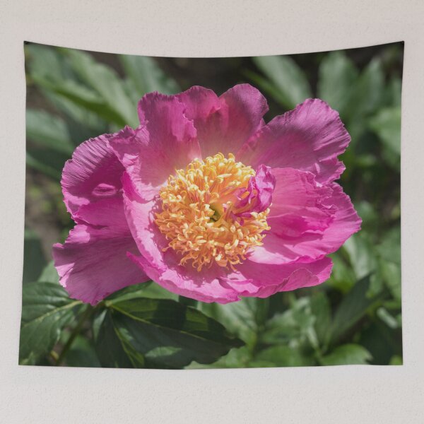 Item preview, One Very Showy Peony Flower in Splendid Pink designed and sold by Georgia Mizuleva.