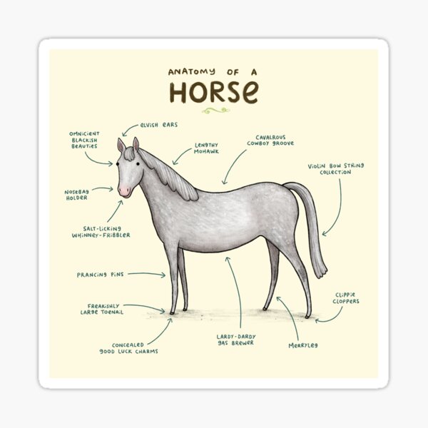 Anatomy of a Horse Sticker