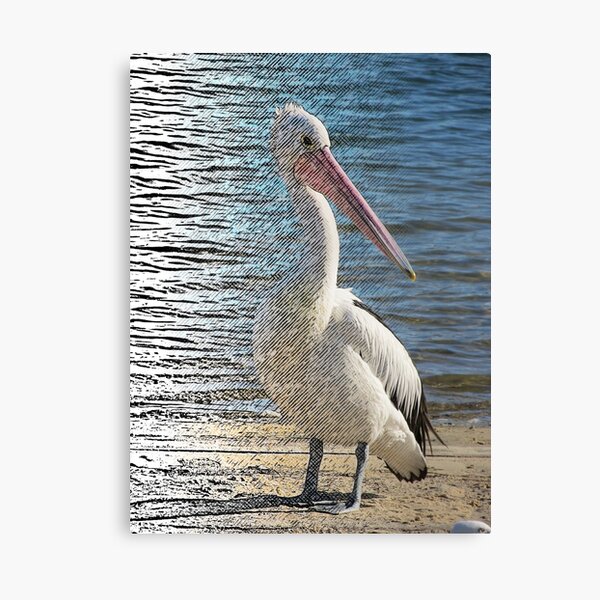 Digiatally enhanced Photograph Pelican Fliter Merge Line Art Canvas Print