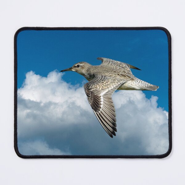 Item preview, Red Knot in Flight designed and sold by Tom McPherson Photography.