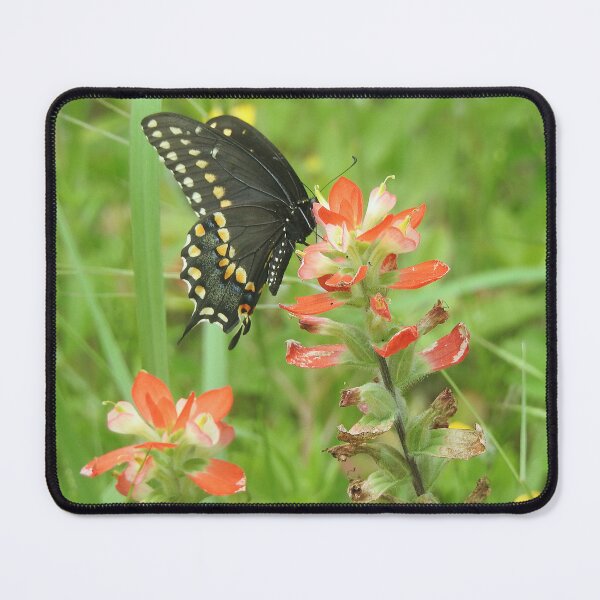 Artikelvorschau, Schwalbenschwanz-Schmetterling auf Indian Paintbrush entworfen und verkauft von HematiteDesign.