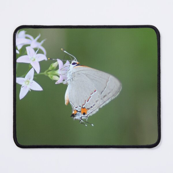 Item preview, Gray Hairstreak on White Flower designed and sold by HematiteDesign.
