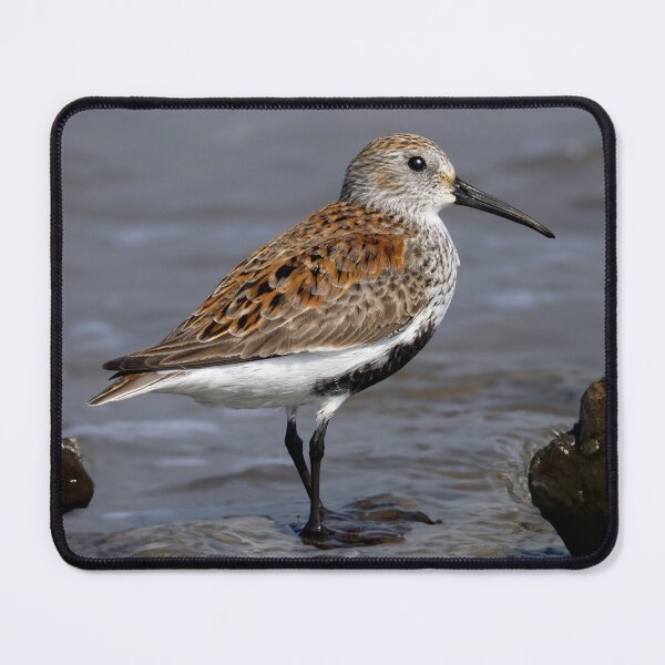 Item preview, Dunlin designed and sold by Tom McPherson Photography.