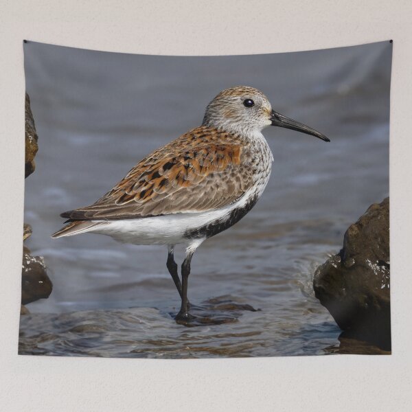 Item preview, Dunlin designed and sold by Tom McPherson Photography.