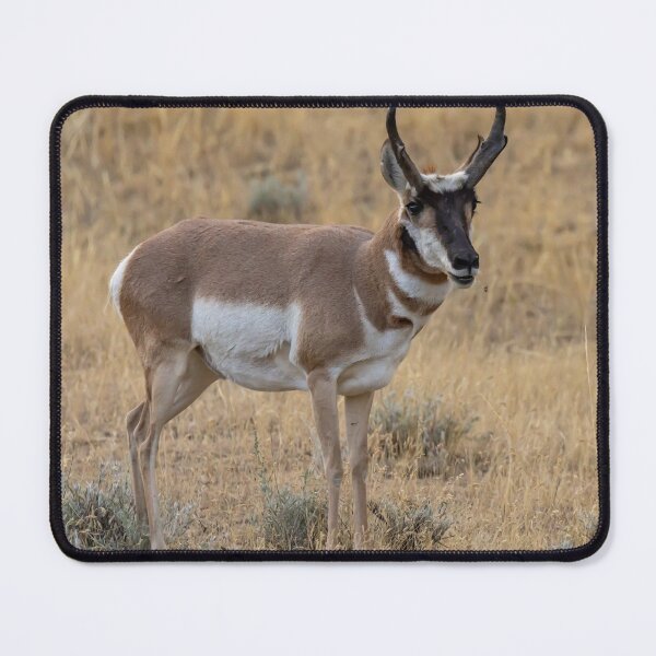 Item preview, Antelope In The Wild designed and sold by FreelanceJim.