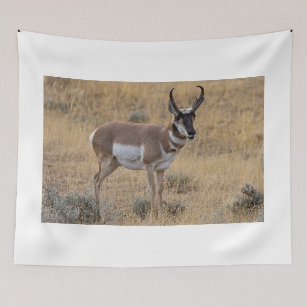 Item preview, Antelope In The Wild designed and sold by FreelanceJim.