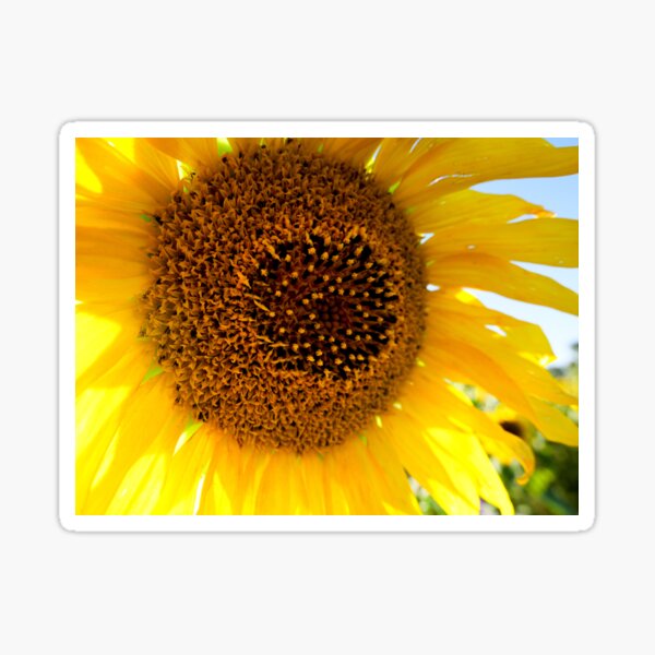 Sunflower Summer Sticker