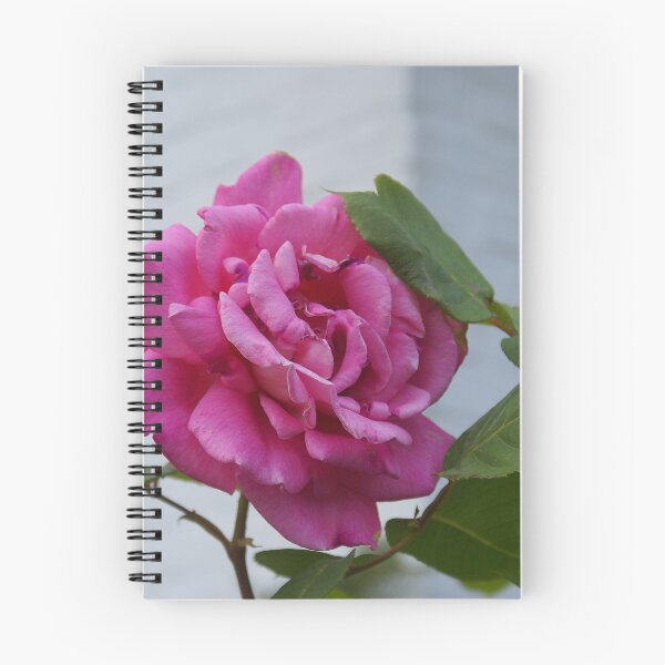Item preview, Queen Elisabeth Rose designed and sold by Gilberte.