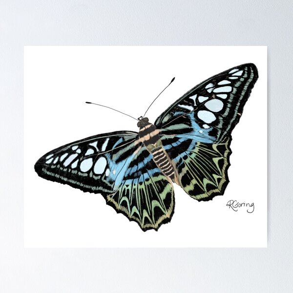 Item preview, Blue Clipper butterfly with spectacular patterning designed and sold by RuthGoring.
