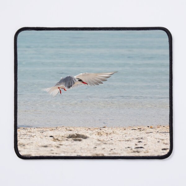 Item preview, Common Tern designed and sold by RedGrouse.