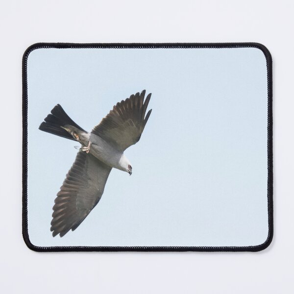 Item preview, Mississippi kite carrying Cicada in its Talon designed and sold by Puttaswamy Ravishankar.