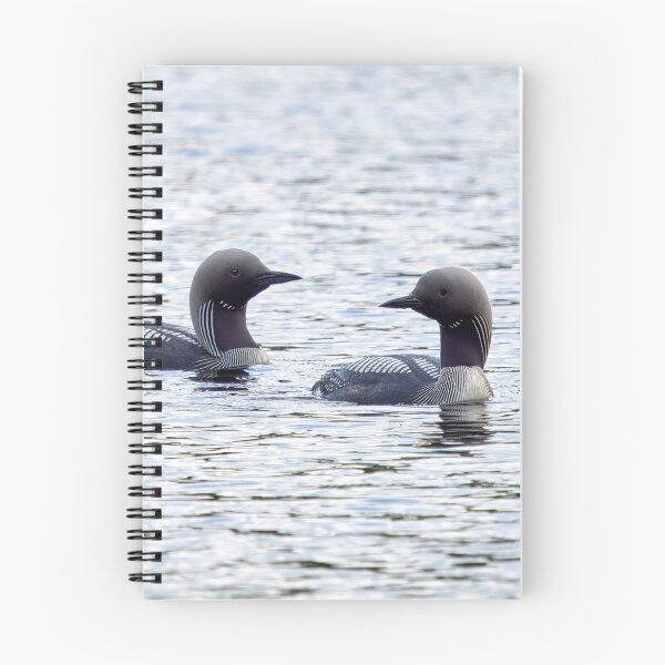 Item preview, Two of a kind. Black-throated loon designed and sold by Jouko Lehto Photography.