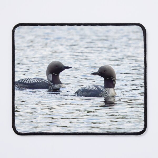 Item preview, Two of a kind. Black-throated loon designed and sold by Jouko Lehto Photography.