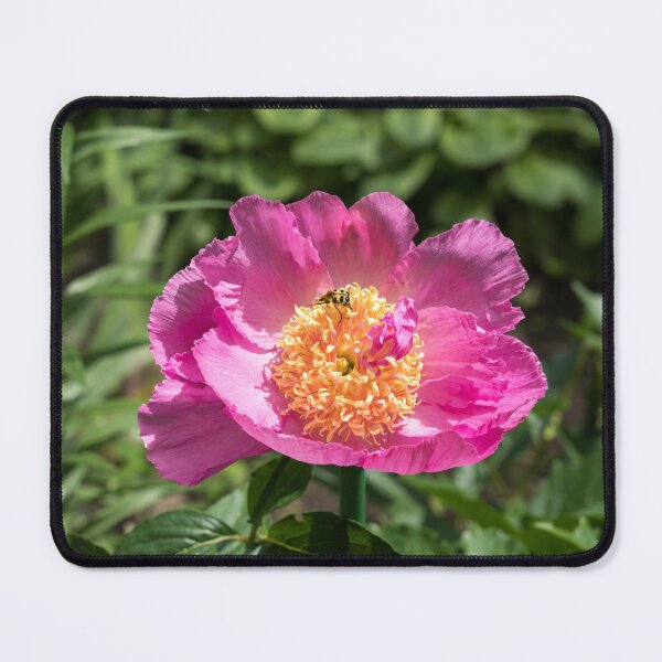 Item preview, Cute Little Beetle Nectaring on a Splendid Peony Flower designed and sold by Georgia Mizuleva.