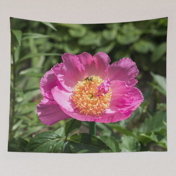 Item preview, Cute Little Beetle Nectaring on a Splendid Peony Flower designed and sold by Georgia Mizuleva.
