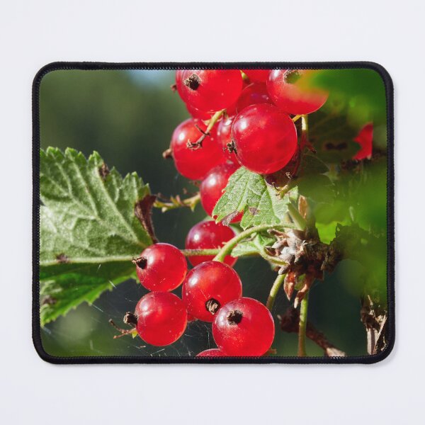 Item preview, Red berries. Red currant designed and sold by Jouko Lehto Photography.