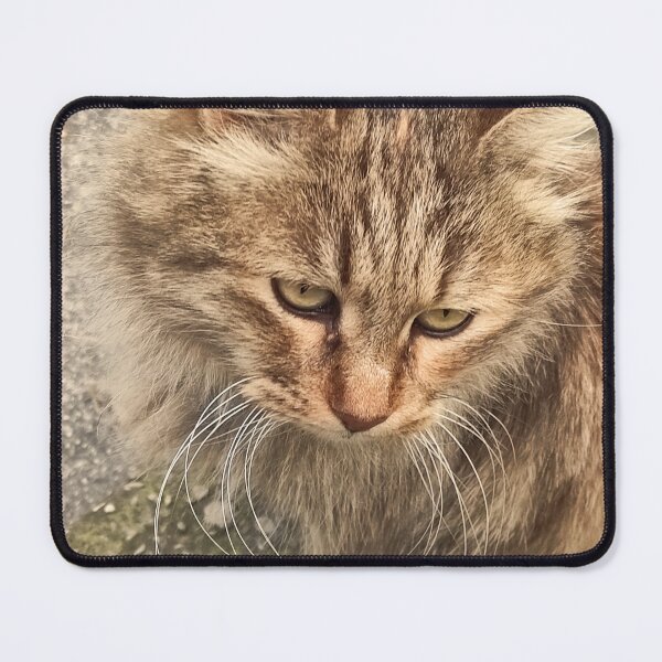 Item preview, Sad Street Cat – Worried Look designed and sold by branaghbel.