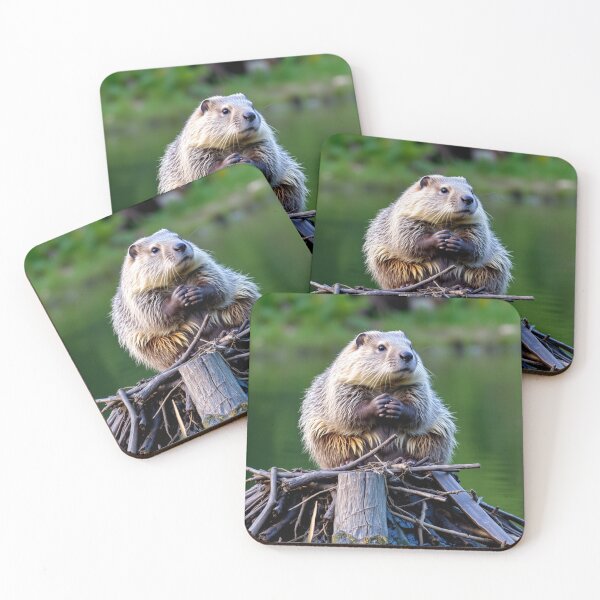 Item preview, Beaver Sitting on top of its Dam designed and sold by pmah26.