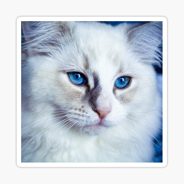 Ragdoll Kitten With Blue Eyes Sticker