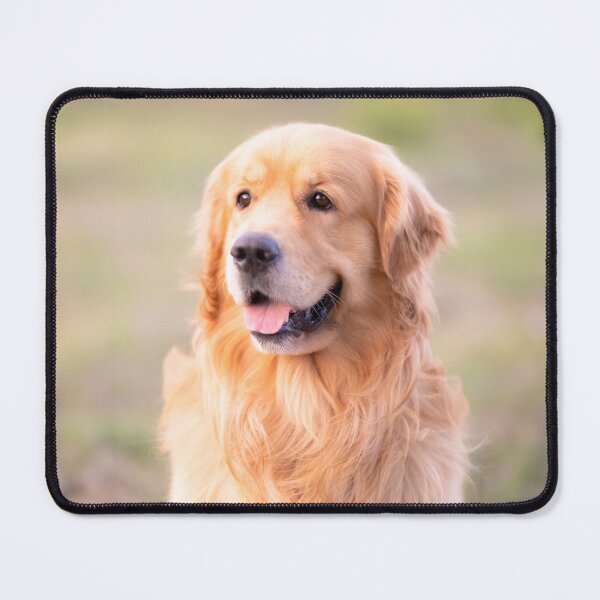 Item preview, Po, the cute golden retriever dog designed and sold by claudiacontena.