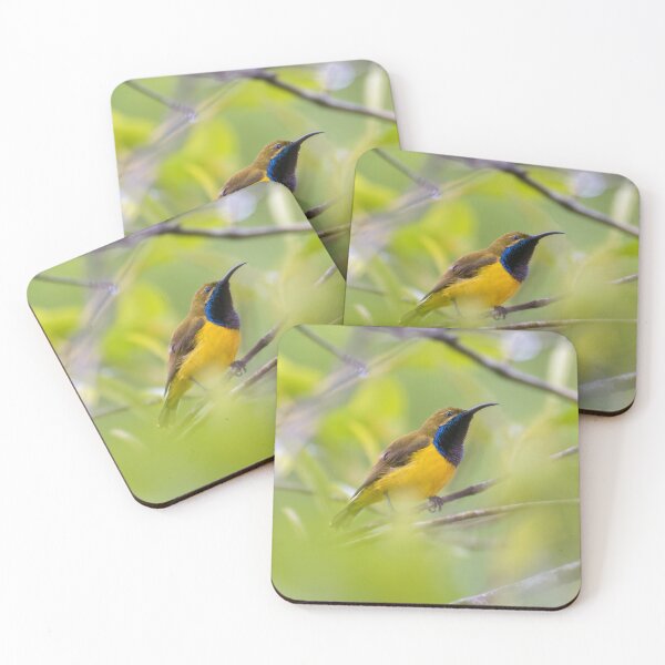 Item preview, Spectacular Sunbird in North Queensland designed and sold by AvianAdventures.