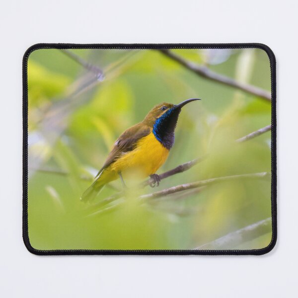 Item preview, Spectacular Sunbird in North Queensland designed and sold by AvianAdventures.