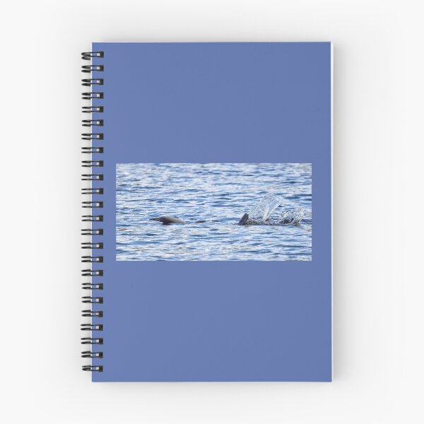 Item preview, Splash. Black-throated loon designed and sold by Jouko Lehto Photography.