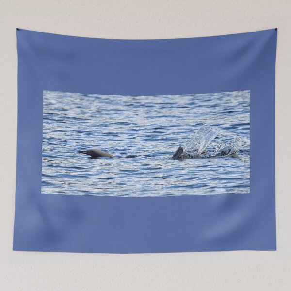 Item preview, Splash. Black-throated loon designed and sold by Jouko Lehto Photography.