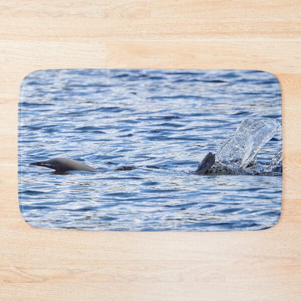 Item preview, Splash. Black-throated loon designed and sold by Jouko Lehto Photography.