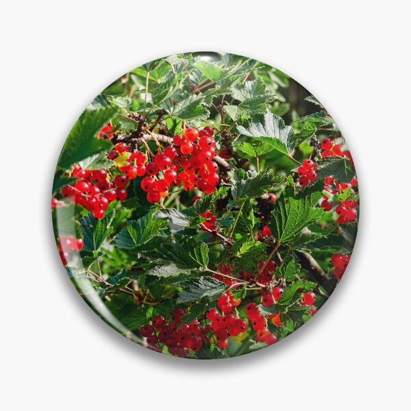 Item preview, Delicates. Red currant designed and sold by Jouko Lehto Photography.