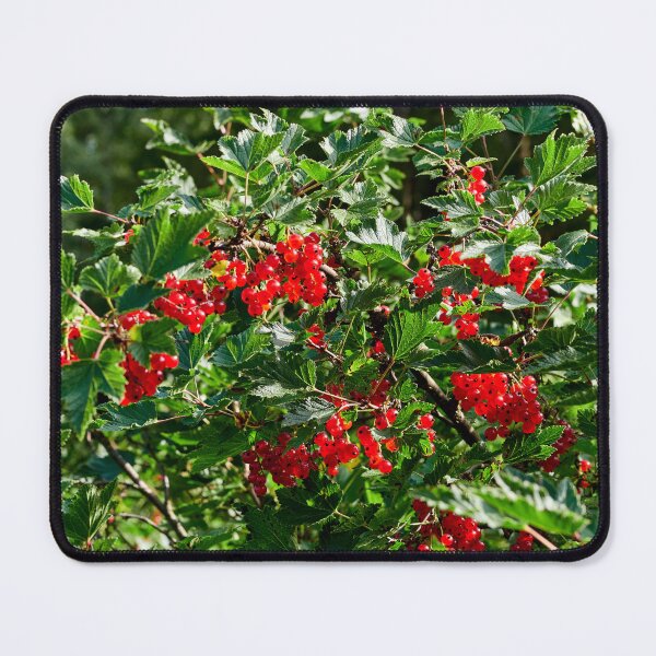 Item preview, Delicates. Red currant designed and sold by Jouko Lehto Photography.