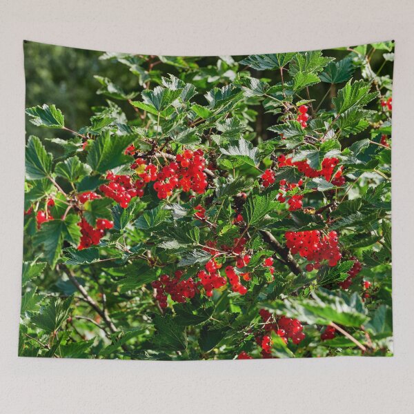 Item preview, Delicates. Red currant designed and sold by Jouko Lehto Photography.