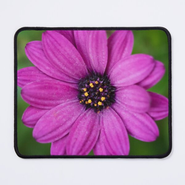 Item preview, African Daisy designed and sold by Ruth Jolly.