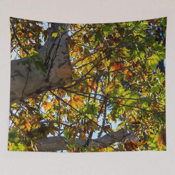 Item preview, Colorful leaves of a tree designed and sold by carlotoffolo.