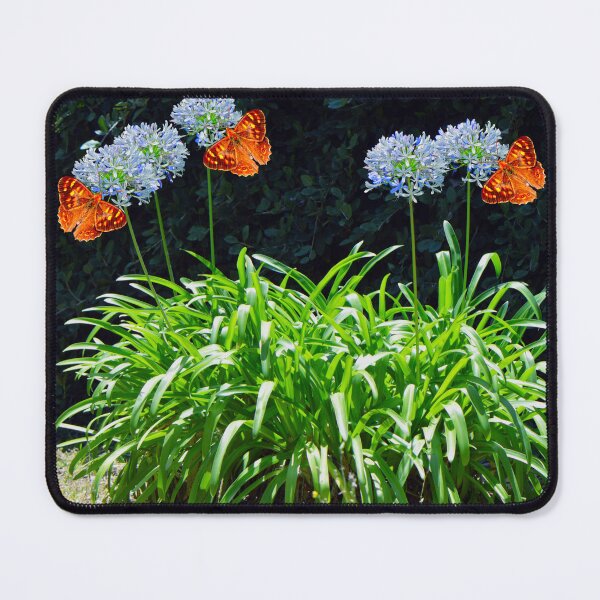 Item preview, Wall Brown butterflies pollinating Agapanthus africanus Albus flowers designed and sold by Peter Etchells.