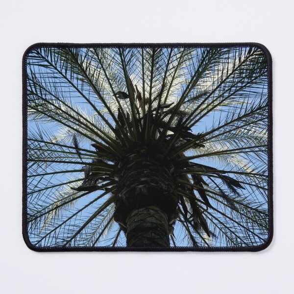 Item preview, Palm tree, upward view, Cordoba square designed and sold by paulboizot.