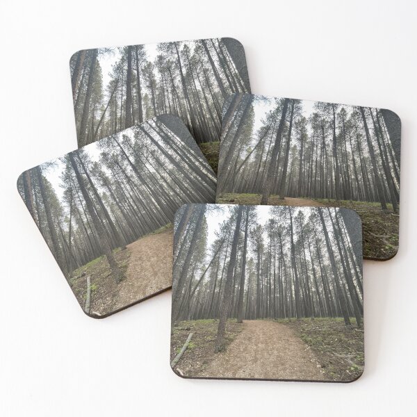 Item preview, Walking path through boreal forest  designed and sold by Pasqua-Prints.