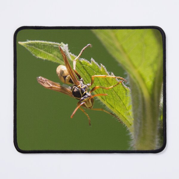 Item preview, Yellow Jacket, Wasp or Hornet? designed and sold by CarolM.