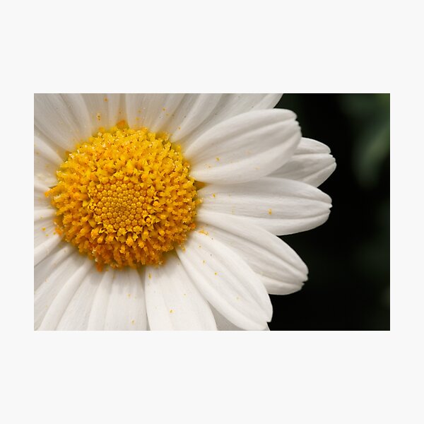 Margerite Fotodruck