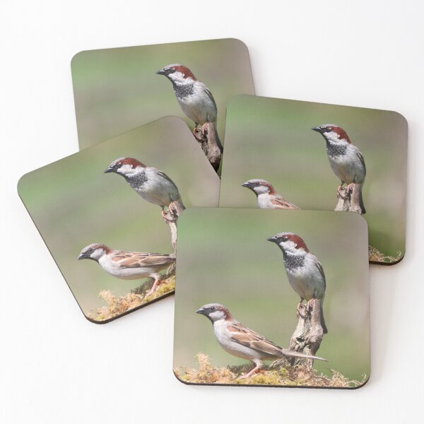 Item preview, Male house sparrows designed and sold by GreyFeatherPhot.