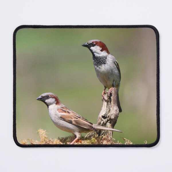 Item preview, Male house sparrows designed and sold by GreyFeatherPhot.