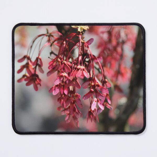 Item preview, Maple Seeds Galore designed and sold by ssmathers.