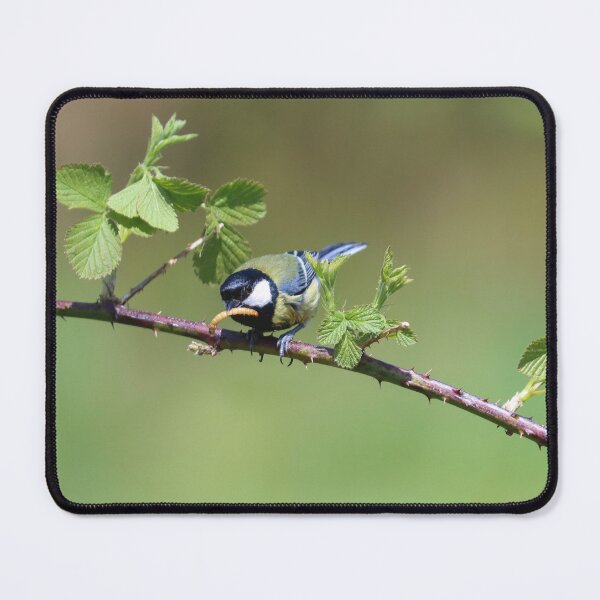 Item preview, Great tit with mealworm designed and sold by GreyFeatherPhot.