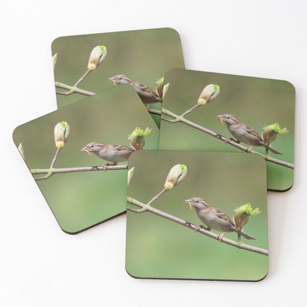 Item preview, Female house sparrow  designed and sold by GreyFeatherPhot.