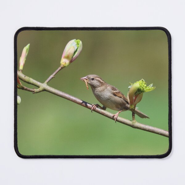 Item preview, Female house sparrow designed and sold by GreyFeatherPhot.