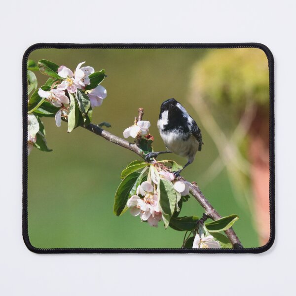 Item preview, Curious coal tit designed and sold by GreyFeatherPhot.